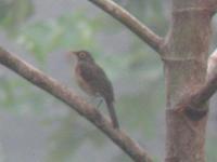 Photo of a bare-eyed thrush, made by Steven Wytema in Suriname