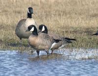 Dusky Canada Geese