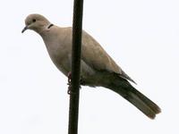 Eurasian Collared-Dove. Photo by Greg Gillson