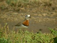 Caspian Plover (Kaspisk pipare) - Charadrius asiaticus