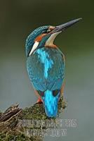 European Kingfisher Common Kingfisher Alcedo atthis stock photo