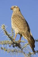 ...joung Pale chanting goshawk ( Melierax podiopterus ) , Etosha National Park , Namibia , Africa s