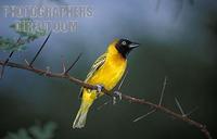 Village weaver ( Ploceus cucullatus ) , Lake Baringo , Kenya stock photo