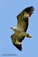 White-bellied Sea-Eagle Haliaeetus leucogaster