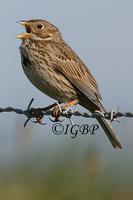 Corn Bunting and Skylark at Moortown, near Crudgington (Ian Butler) 2005