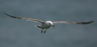 괭이갈매기(Larus crassirostris) (Black-tailed Gull)