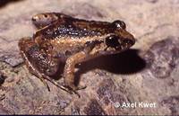 : Adenomera andreae