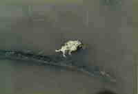 : Bufo stomaticus; Indus Valley Toad