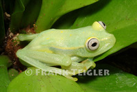 : Hypsiboas punctatus