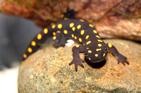 : Neurergus strauchii strauchii; Strauch's Spotted Newt