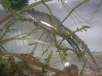 : Ommatotriton vittatus vittatus; Southern Banded Newt