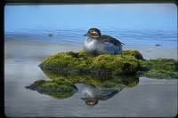 : Clangula hyemalis; Long Tailed Duck