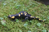 : Salamandra salamandra longirostris; Fire Salamander