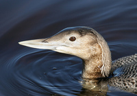 : Gavia adamsii; Yellow-billed Loon