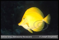 : Zebrasoma flavescens; Yellow Tang