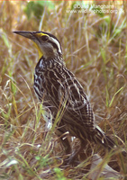 : Sturnella magna; Eastern Meadowlark