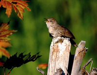 : Troglodytes aedon; House Wren