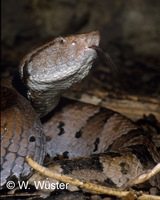 : Bothrops hyoprora; Hognose Lancehead