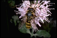 : Caliprobola pulchra; Golden Syrphid Fly