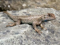 : Sceloperus occidentalis occidentalis; Northwestern Fence Lizard