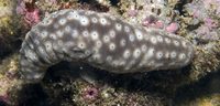 : Holothuria signata