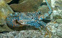 : Panulirus guttatus; Spotted Spiny Lobster