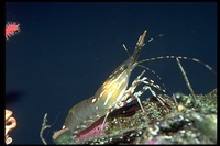 : Pandalus pictyceros; Spot Prawn