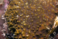 : Pavona varians
