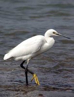 쇠백로 Egretta garzetta | little egret