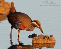 Barred Rail Gallirallus torquatus