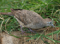 Zebra Dove