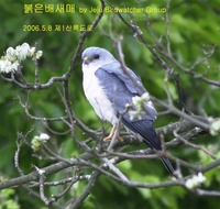 붉은배새매Chinese Sparrowhawk