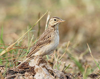 Blyth's Pipit » Anthus godlewskii