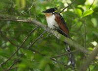 The Chestnut-winged Cuckoo (Clamator coromandus)