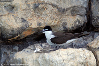 Bridled Tern, adult