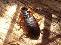 Leistus rufomarginatus