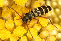 Paraplagionotus floralis
