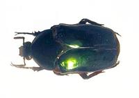 Agestrata orichalca