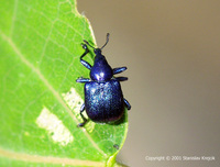 Byctiscus betulae var. violaceus