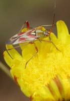 Calocoris roseomaculatus