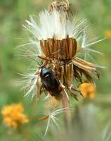 Deraeocoris ruber var. atra