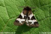 Watsonarctia casta