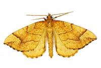 Eulithis mellinata - The Spinach