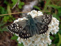 Pyrgus carthami - Safflower Skipper