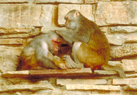 Rhesus macaque (Macaca mulatta)