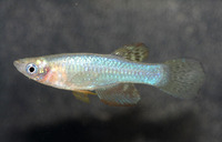 Aplocheilichthys vitschumbaensis, Bitschumbi lampeye: aquarium