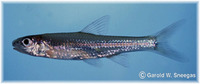 Notropis amabilis, Texas shiner: