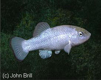 Cyprinodon salinus salinus, Salt Creek pupfish: aquarium