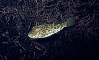 Sphoeroides greeleyi, Green puffer: