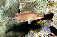 Oxycheilinus celebicus, Celebes wrasse: aquarium